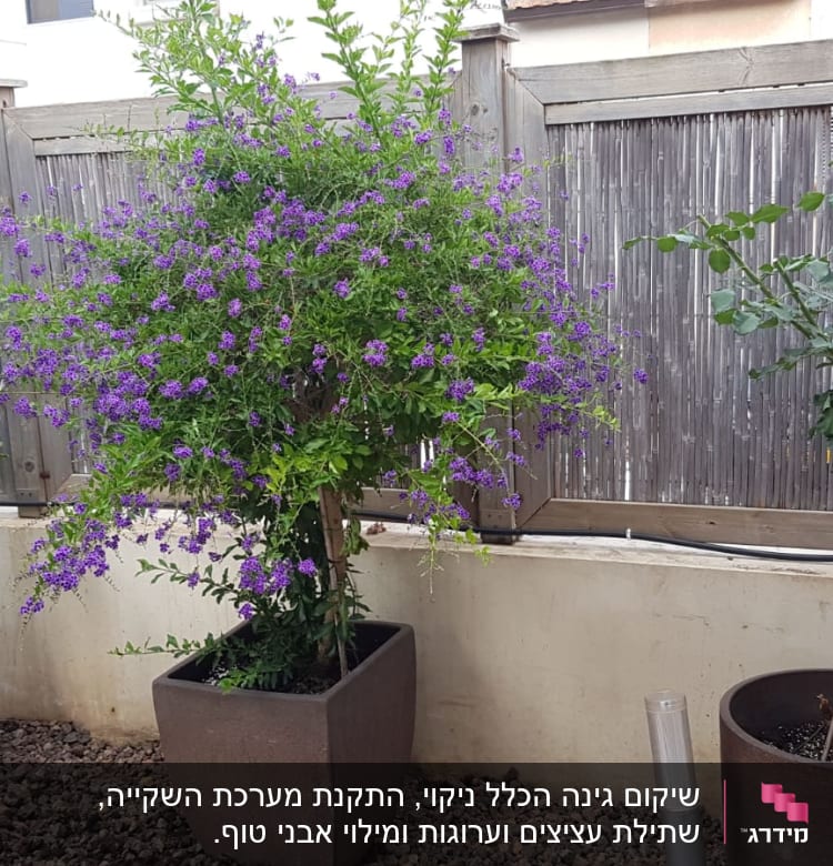 עציצים עם צמחים ופרחים סגולים בגינה